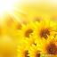 sunshine